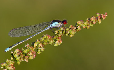 Red-eyed Damselfly / Grote Roodoogjuffer