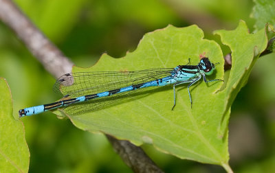 Spearhead bluet / Speerwaterjuffer