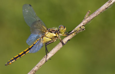 Black-tailed Skimmer / Gewone Oeverlibel