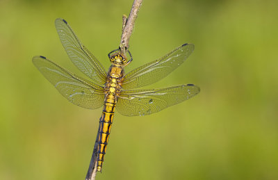 Black-tailed Skimmer / Gewone Oeverlibel
