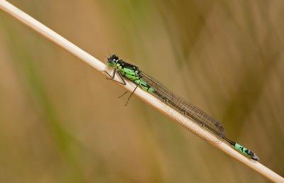 Norfolk damselfly / Donkere waterjuffer