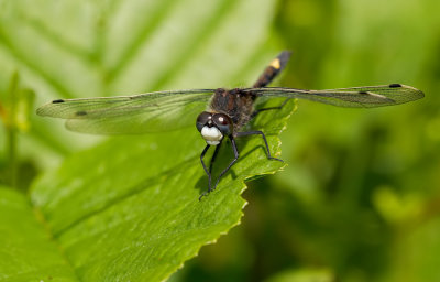 Yellow-spotted Whiteface / Gevlekte witsnuitlibel
