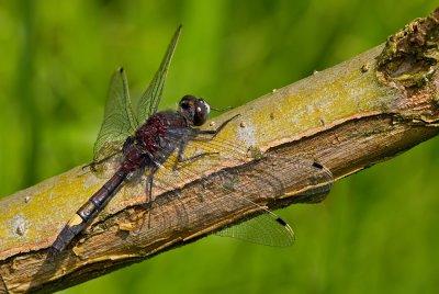 Yellow-spotted Whiteface / Gevlekte witsnuitlibel