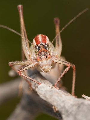 Poecilimon mytilenensis  (Endemic grasshopper from Lesbos)