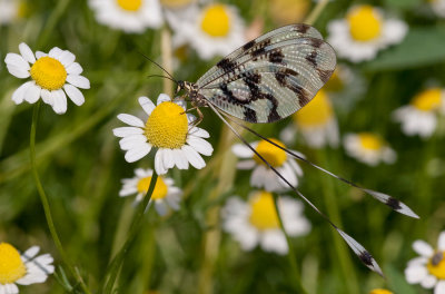 Nemoptera sinuata