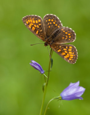 Nickerl's Fritillary / Steppeparelmoervlinder