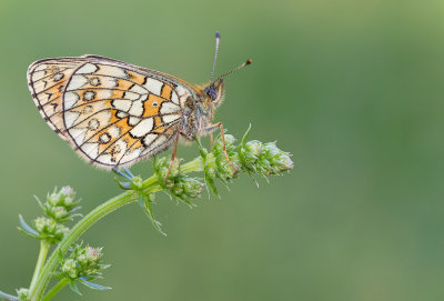 Bog Fritillary / Ringoogparelmoervlinder