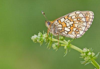 Bog Fritillary / Ringoogparelmoervlinder