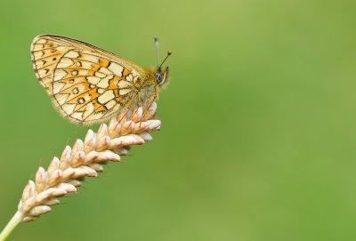 Bog Fritillary / Ringoogparelmoervlinder