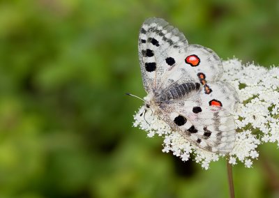 Moselleapollo / Moezelapollo (Parnassius apollo ssp. vinegensis)