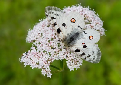 Moselleapollo / Moezelapollo (Parnassius apollo ssp. vinegensis)