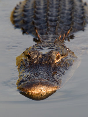 American Alligator / Amerikaanse Alligator