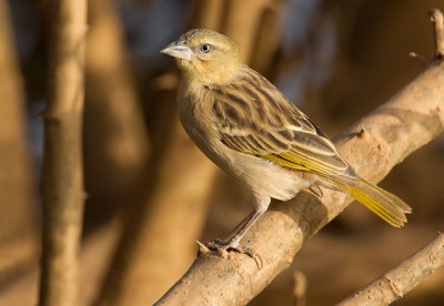 Black-headed weaver / Zwartkopwever 
