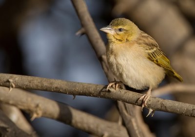 Black-headed weaver / Zwartkopwever 