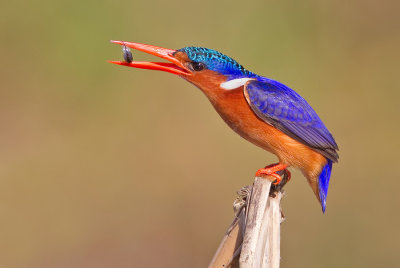African Birds / Afrikaanse Vogels