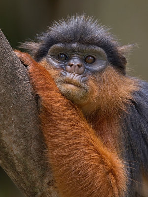 Temminck's Red Colobus / Temmincks Rode Franjeaap