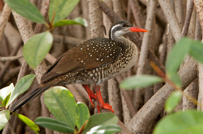 African Finfoot / Watertrapper