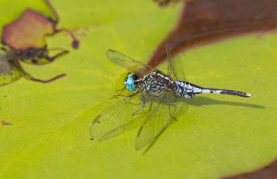 Dragonflies of the World / Libellen van de Wereld