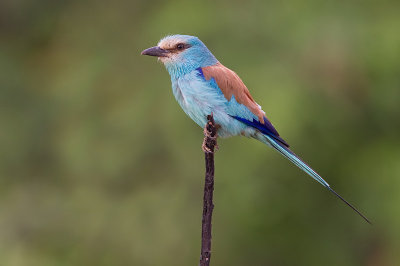 Abyssinian Roller / Sahel scharrelaar 