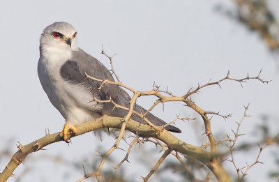 Black-winged kite / Grijze wouw
