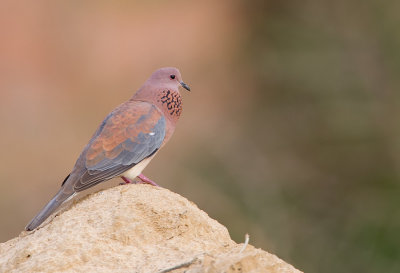 Laughing dove / Palmtortel 