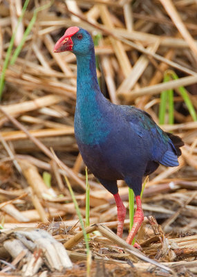 African Swamphen / Smaragdpurperkoet