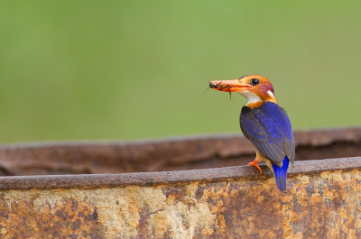 African Pygmy Kingfisher / Afrikaanse dwergijsvogel