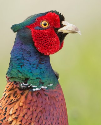 Pheasant / Fazant