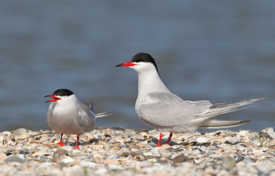 Common Tern / Visdief 