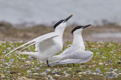 Sandwich tern / Grote stern 