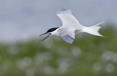 Sandwich tern / Grote stern