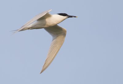Sandwich tern / Grote stern 
