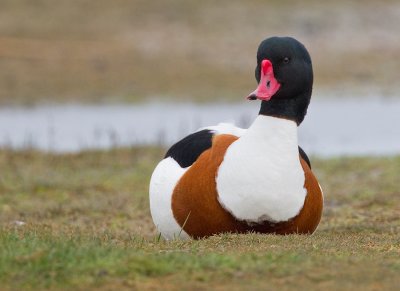 Common Shelduck / Bergeend