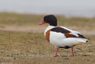 Common Shelduck / Bergeend