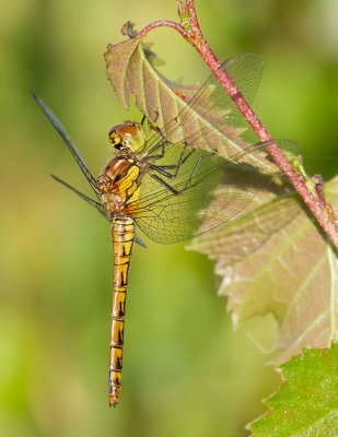 Common Darter / Bruinrode Heidelibel 