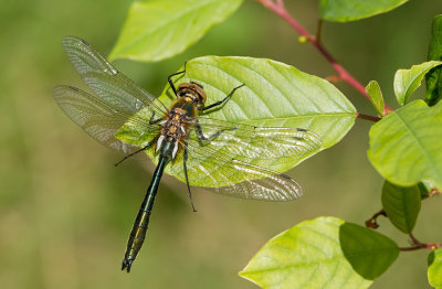 Downy Emerald / Smaragdlibel 