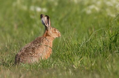 Brown hare / Haas 