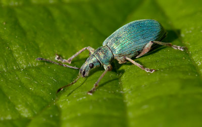 Silver-green leaf Weevil / Groene snuitkever