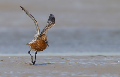 Bar-tailed godwit / Rosse Grutto 