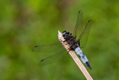 Scarce chaser / Bruine korenbout