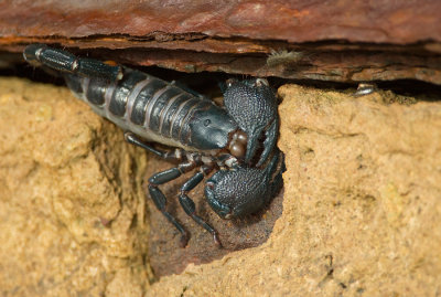 Senegal Emperor Scorpion / Senegalese reuzenschorpioen