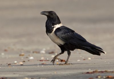 Pied crow / Schildraaf