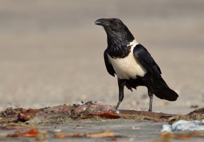 Pied crow / Schildraaf