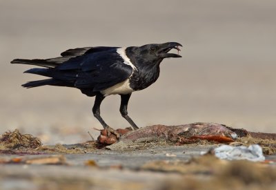 Pied crow / Schildraaf