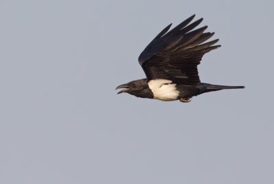 Pied crow / Schildraaf