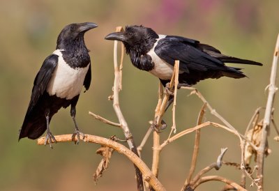 Pied crow / Schildraaf