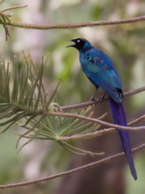 Long-tailed glossy starling / Langstaartglansspreeuw