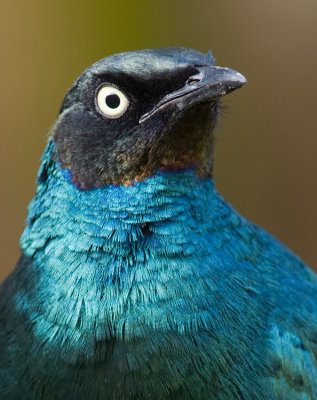 Long-tailed glossy starling / Langstaartglansspreeuw