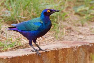 Purple glossy starling / Purperglansspreeuw 