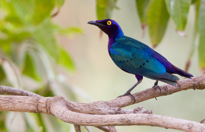 Purple glossy starling / Purperglansspreeuw 